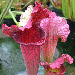 Sarracenia x Juthatip Soper - comprar en línea