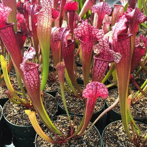 Sarracenia x Juthatip Soper