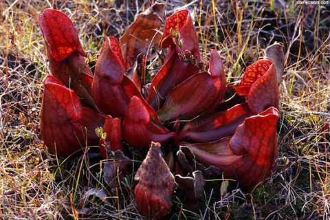 Sarracenia purpurea