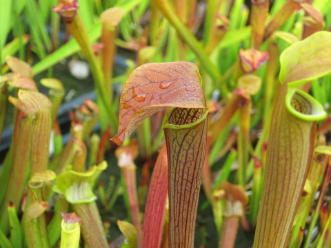 Sarracenia rubra ssp.wherryi