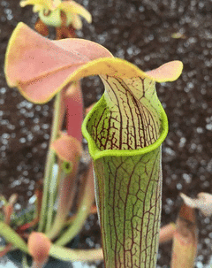 Sarracenia rubra ssp.wherryi - Suculentas Dzityá