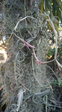 Tillandsia schubertii (10 piezas) en internet