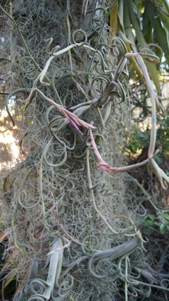 Tillandsia schubertii en internet