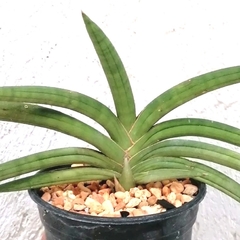 Sansevieria subfruticosa