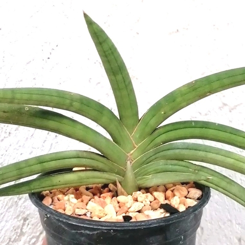 Sansevieria subfruticosa