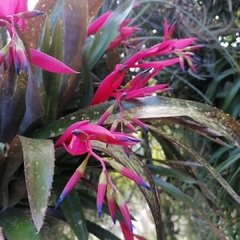Billbergia distachya