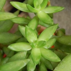 Sedum nussbaumerianum (10 esquejes) en internet