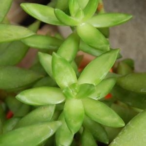Sedum nussbaumerianum (10 esquejes)