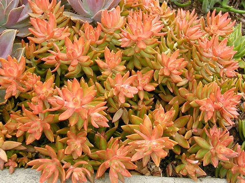 Sedum nussbaumerianum (10 esquejes)