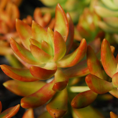 Sedum nussbaumerianum (10 esquejes)