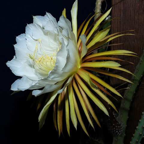 Surtido de Cactus