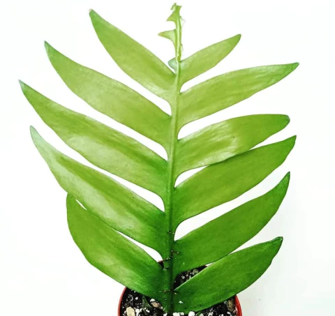 Epiphyllum chrysocardium