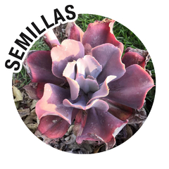 Semillas Echeveria gibbiflora