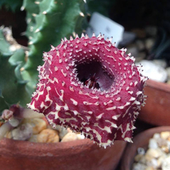 Surtido de Stapelioides - Suculentas Dzityá