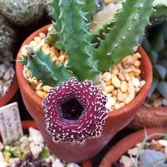 Huernia 'Sepalachi' - comprar en línea