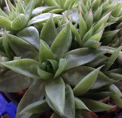 Haworthia cymbiformis setulifera