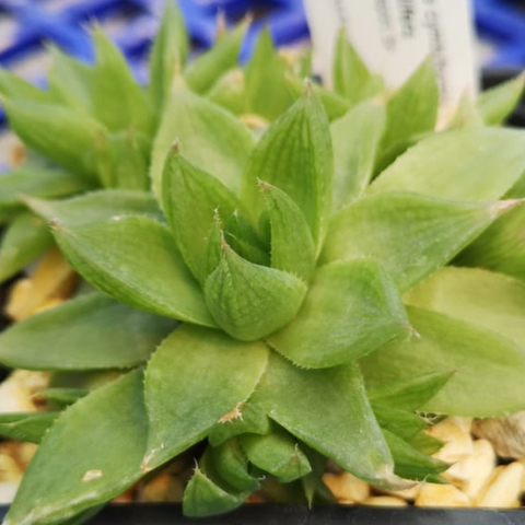 Haworthia cymbiformis setulifera