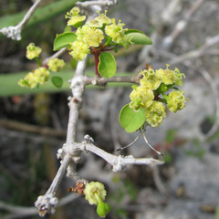 Euphorbia schlechtendalii