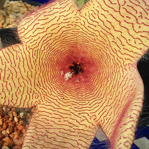 Stapelia gigantea