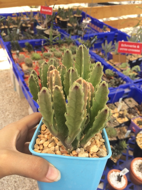 Stapelia gigantea
