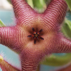 Stapelia 'Pelúa'