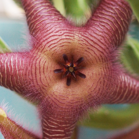 Stapelia 'Pelúa'