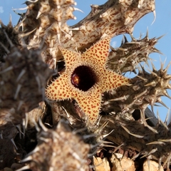 Stapelianthus decaryii (10 esquejes) - comprar en línea