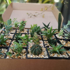 Succulent Box