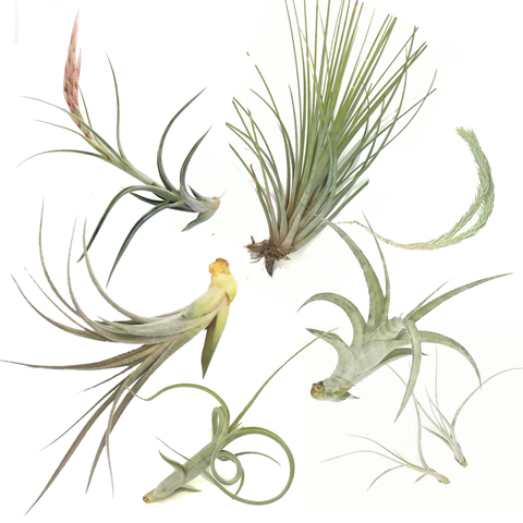 Surtido de Tillandsias