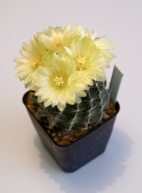 Thelocactus setispinus (flor amarilla)