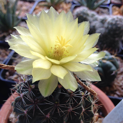 Thelocactus setispinus (flor amarilla)