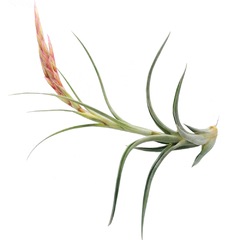 Surtido de Tillandsias - comprar en línea