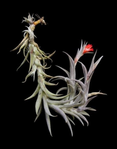 Tillandsia edithae - comprar en línea