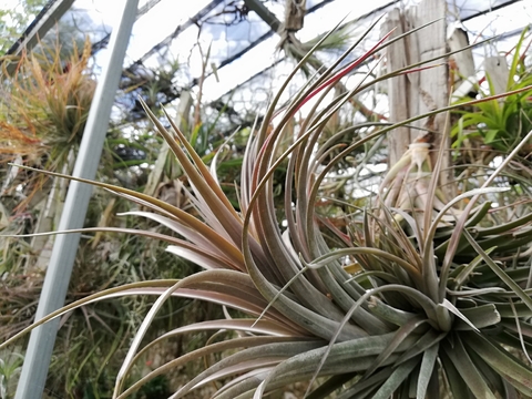 Tillandsia ionantha x intermedia