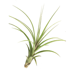 Tillandsia maya