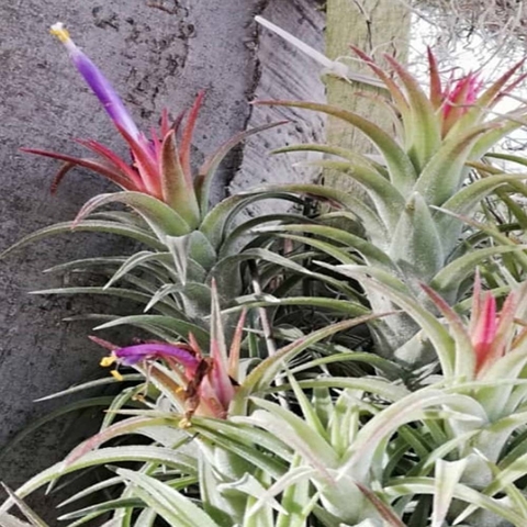 Tillandsia ionantha var. vanhyningii