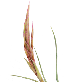 Tillandsia 'Dzityá' - tienda en línea