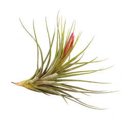 Tillandsia rectifolia
