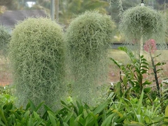 Tillandsia usnoides - Suculentas Dzityá