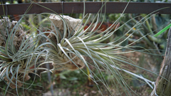 Tillandsia x willinskii - Suculentas Dzityá
