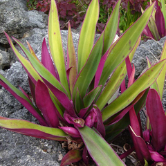Tradescantia spathacea