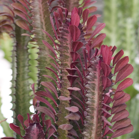 Euphorbia trigona rubra