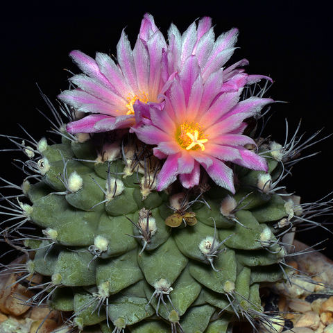 Turbinicarpus alonsoi alonsoi