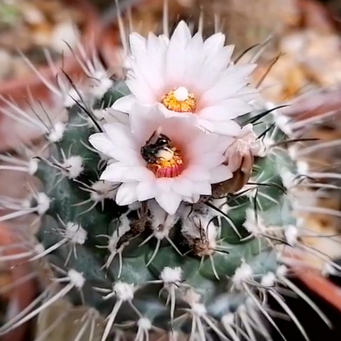 Turbinicarpus geisdorfianus