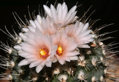 Turbinicarpus geisdorfianus en internet