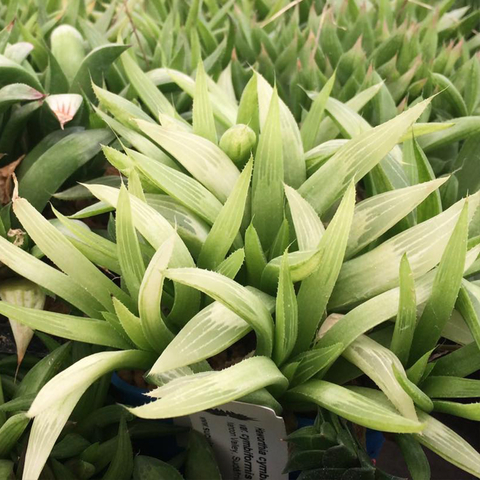 Haworthia turgida longebracteata