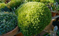 Haworthia cymbiformis umbraticola en internet