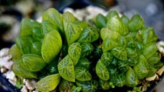 Haworthia cymbiformis umbraticola - comprar en línea