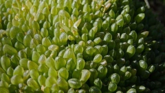 Haworthia cymbiformis umbraticola - Suculentas Dzityá