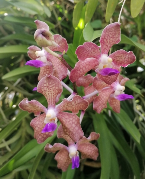 Vanda tesselata coerulea
